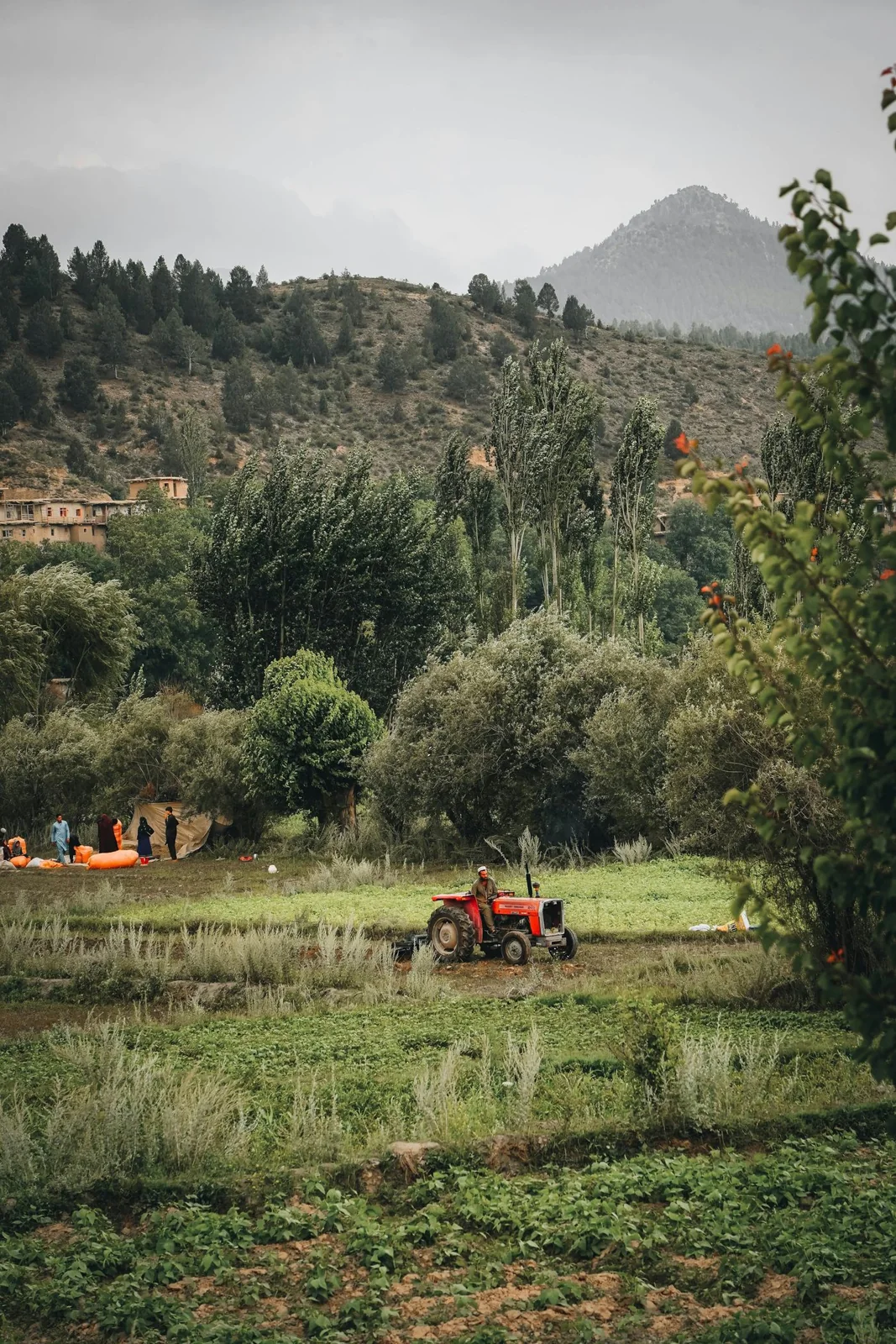 Agricultural life in Afghanistan. Photograph by Aryub Zazai; illustrative, not a LAMEN customer record.