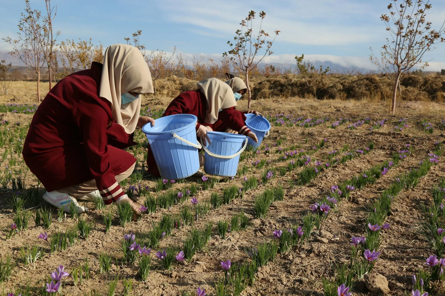 Saffron harvesting in Herat, Afghanistan. Photograph by Mustafa; not a LAMEN customer record.